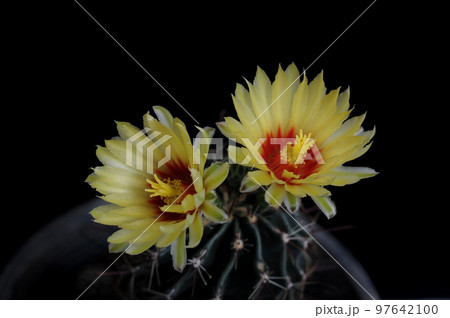 Hamatocactus Setispinus, Hedgehog cactus, Twisted Rib Cactus, Fishhook Cactus Hamatocactus Setispinus, Hedgehog cactus, Twisted Rib Cactus, Fishhook Cactus 97642100