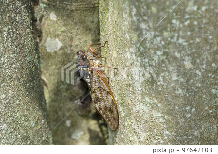 アブラゼミ アブラゼミ 97642103