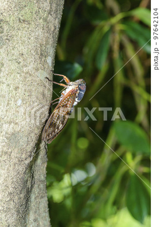 アブラゼミ アブラゼミ 97642104