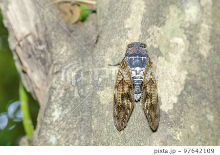 アブラゼミ 97642109