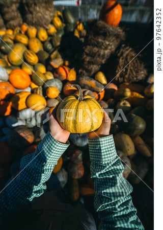 Female hands hold out a small pumpkin. 97642352