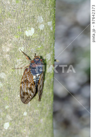 アブラゼミ 97642373