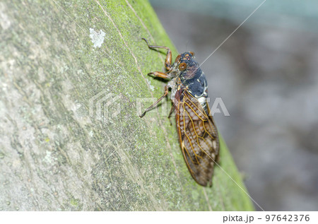 アブラゼミ 97642376