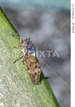 アブラゼミ 97642377