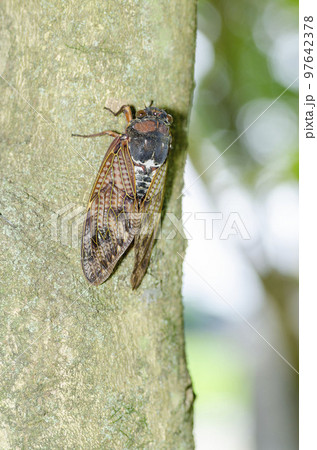 アブラゼミ 97642378