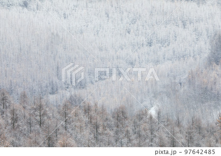 【北海道美瑛町】晩秋の紅葉と雪化粧の森 97642485