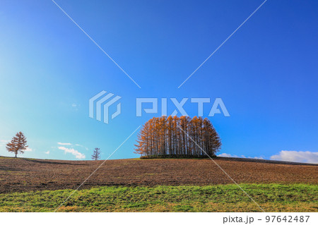 【北海道美瑛町】青空と紅葉が美しいマイルドセブンの丘 97642487