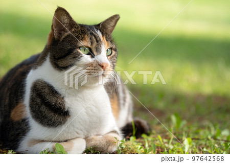 Beautiful mongrel cat lying on the grass close up 97642568