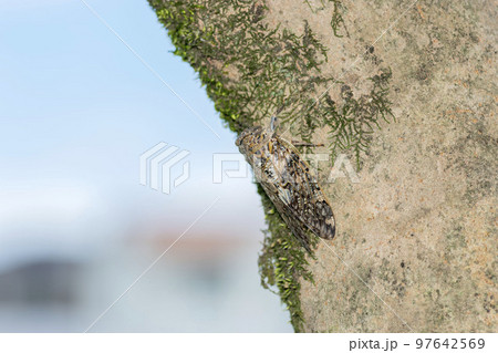 ニイニイゼミ 97642569