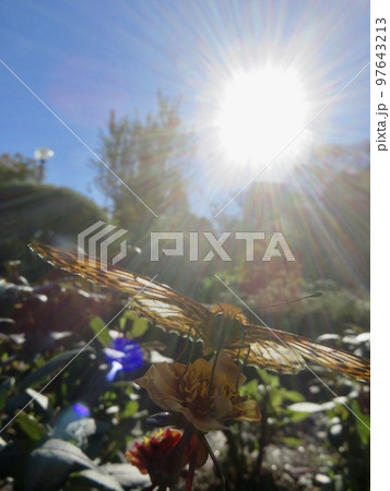 ミニダリアの花にとまっているオレンジ色の蝶 97643213