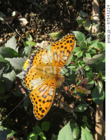 ミニダリアの花にとまっているオレンジ色の蝶 97643224