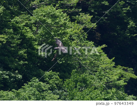イヌワシが狩りした鹿をぶら下げて飛んでいる イヌワシが狩りした鹿をぶら下げて飛んでいる 97643349