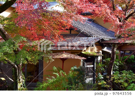 伊豆修善寺温泉　紅葉の桂川 97643556