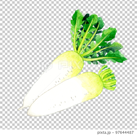 Japanese radish vegetable hand-painted watercolor illustration material 97644487
