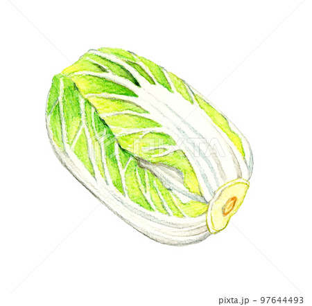 白菜 冬の野菜の手描き水彩イラスト素材のイラスト素材 [97644493] - PIXTA