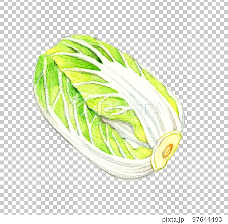 冬菜大白菜手繪水彩插畫 冬菜大白菜手繪水彩插畫 97644493