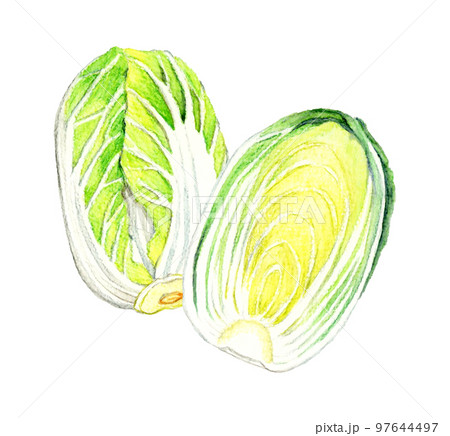 半分にカットした白菜　冬の野菜の手描き水彩イラスト素材 97644497