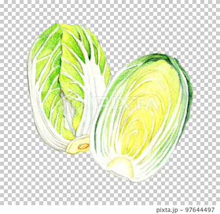 半分にカットした白菜　冬の野菜の手描き水彩イラスト素材 97644497