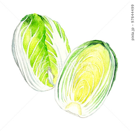 半分にカットした白菜　冬の野菜の手描き水彩イラスト素材 97644499