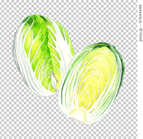 半分にカットした白菜　冬の野菜の手描き水彩イラスト素材 97644499