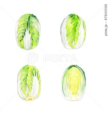 白菜のセット　冬の野菜の手描き水彩イラスト素材 97644500