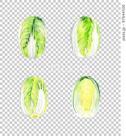 白菜のセット　冬の野菜の手描き水彩イラスト素材 97644500