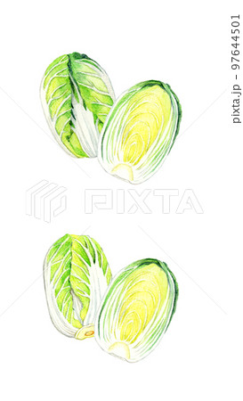 白菜のセット 冬の野菜の手描き水彩イラスト素材 白菜のセット 冬の野菜の手描き水彩イラスト素材 97644501