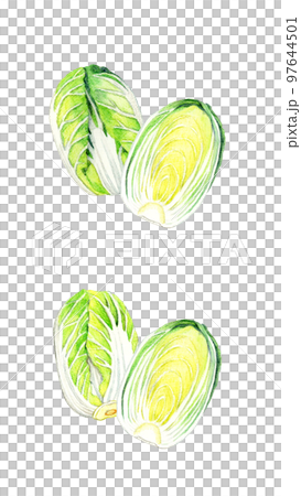 白菜のセット 冬の野菜の手描き水彩イラスト素材 白菜のセット 冬の野菜の手描き水彩イラスト素材 97644501