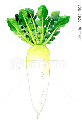 葉っぱ付きの大根　野菜の手描き水彩イラスト素材 97644502