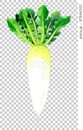 葉っぱ付きの大根　野菜の手描き水彩イラスト素材 97644502
