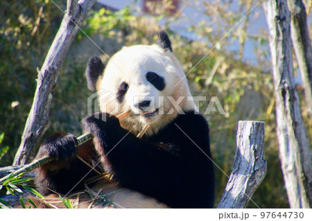 ジャイアントパンダ（和歌山県・白浜町） 97644730