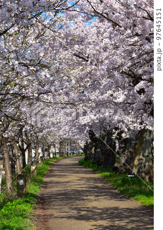 桜景 福井 足羽川桜並木 桜景 福井 足羽川桜並木 97645151