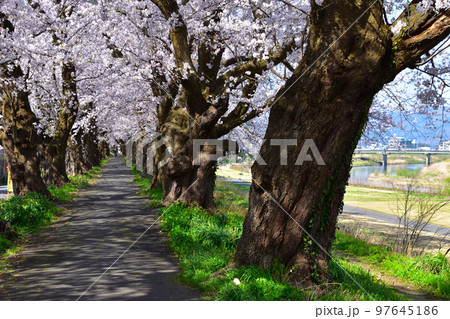 桜景　福井　足羽川桜並木 97645186