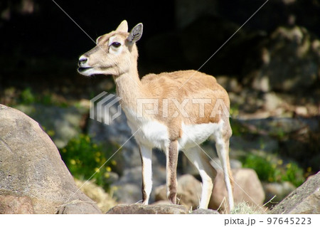 ブラックバック・black buck(和歌山県・白浜町) ブラックバック・black buck(和歌山県・白浜町) 97645223