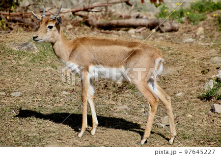 ブラックバック・black buck(和歌山県・白浜町) ブラックバック・black buck(和歌山県・白浜町) 97645227