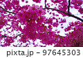 【春】満開の八重桜 97645303