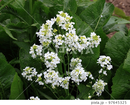 White horseradish fowers close up in organic garden 97645325