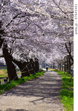 桜景 福井 足羽川桜並木 桜景 福井 足羽川桜並木 97645401