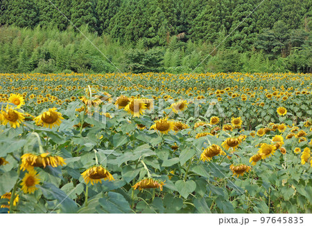 一面に広がるひまわり畑 97645835