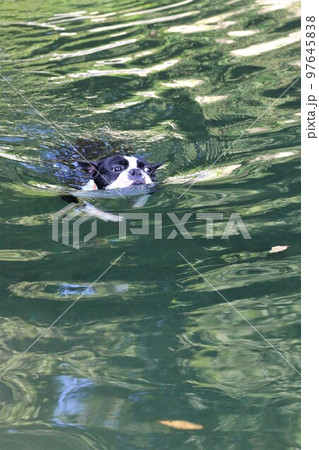 川遊びの人気スポットときがわ町の都幾川の波間を気持ち良さそうに泳ぐ可愛いボストンテリアのマイティ君♡ 97645838