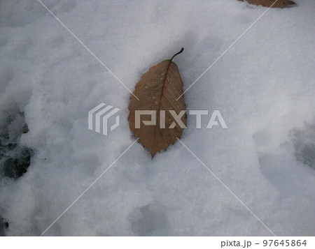 雪に埋まる落ち葉・・・ 97645864