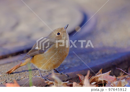 Daurian Redstart/ジョウビタキ雌 97645912