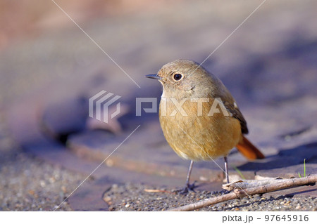 Daurian Redstart/ジョウビタキ雌 97645916