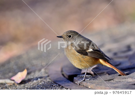 Daurian Redstart/ジョウビタキ雌 Daurian Redstart/ジョウビタキ雌 97645917