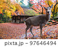 紅葉と茅葺き屋根と鹿 紅葉と茅葺き屋根と鹿 97646494