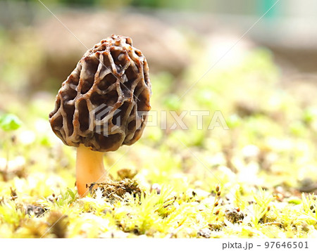 アミガサタケの生態写真 97646501