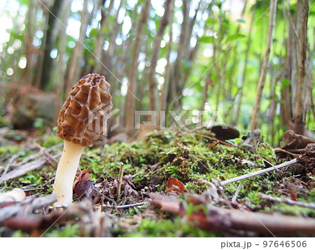 アミガサタケの生態写真 アミガサタケの生態写真 97646506