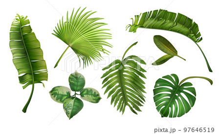 Botany Tropical Forest Green