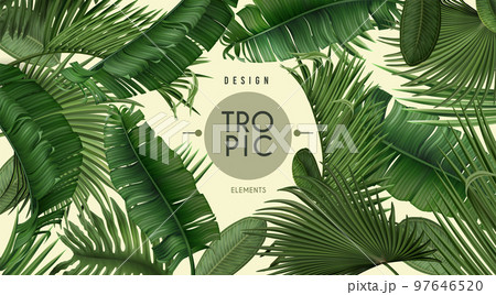 Tropic palm leaf frame, spa plants background. Realistic forest jungle wallpaper, summer green tree poster template, monstera and banana leaves hawaii nature banner. Vector illustration exact design 97646520