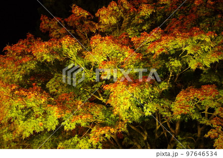 色づき始めた紅葉 色づき始めた紅葉 97646534